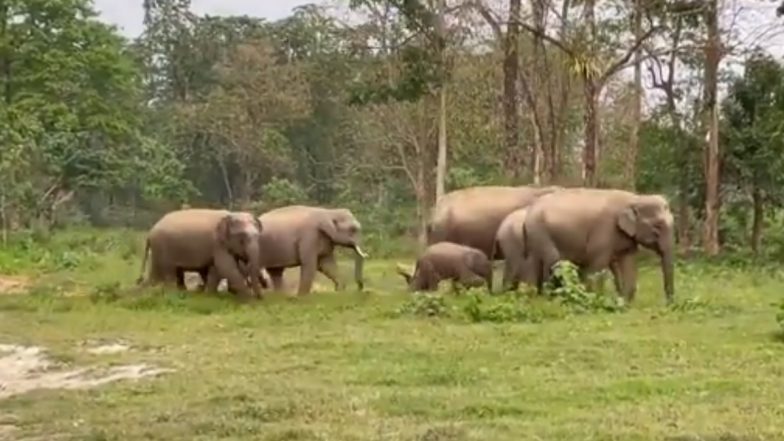सेहत के प्रति सजग हाथियों का परिवार, मॉर्निंग वॉक पर निकला एक साथ (Watch Viral Video)