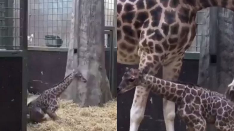 Viral Video: जन्म के तुरंत बाद जब चलने के लिए नन्हे जिराफ ने उठाया पहला कदम, मनमोहक वीडियो सोशल मीडिया पर हुआ वायरल