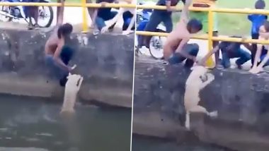 खुद को जोखिम में डालकर पानी में डूब रहे कुत्ते की शख्स ने बचाई जान, वीडियो सोशल मीडिया पर हुआ वायरल (Watch Viral Video)
