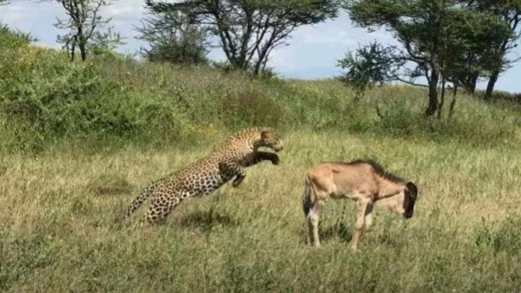 Viral Video: घात लगाकर बैठे तेंदुए ने बारहसिंघा पर चुपके से किया हमला, वायरल वीडियो में देखें आगे क्या हुआ