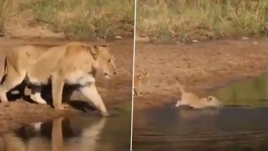 Viral Video: दूसरी तरफ जाने के लिए नन्हे शेरों ने अपनी मां के साथ पानी को ऐसे किया पार, मनमोहक वीडियो हुआ वायरल