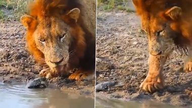 Viral Video: कछुए ने लिया शेर से पंगा, नदी किनारे पानी पी रहे जंगल के राजा को ऐसे दिखाया टशन कि…