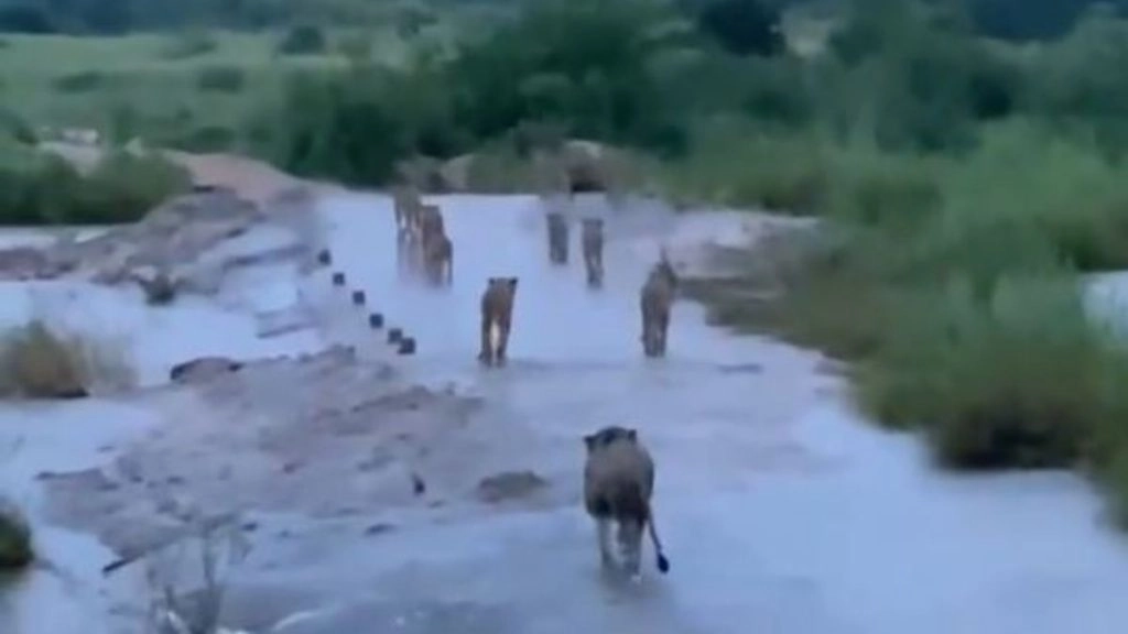 Viral Video: क्या तौकते तूफान बाद गिर के जंगल में पानी में चलते दिखे कई शेर, जानें वायरल वीडियो की सच्चाई