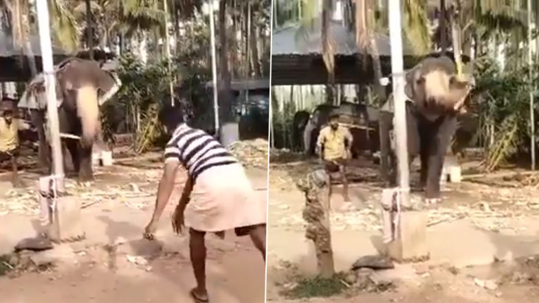 हाथी के साथ क्रिकेट खेलते हुए नजर आए लोग, आप भी देखें कैसे गजराज ने छुड़ाया लोगों का पसीना