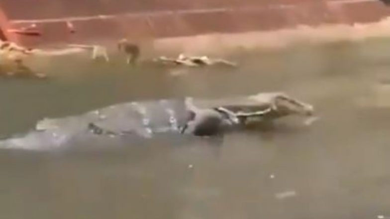 Monitor Lizard: कोलकाता के बांगुर एवेन्यू में सड़क पर दिखी मॉनिटर छिपकली, वीडियो हुआ वायरल