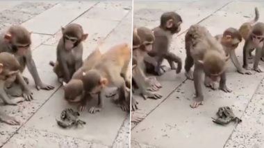 Viral Video: एक केकड़े को घेरकर उसके साथ ऐसी हरकत करने लगी बंदरों की सेना, मजेदार वीडियो हुआ वायरल