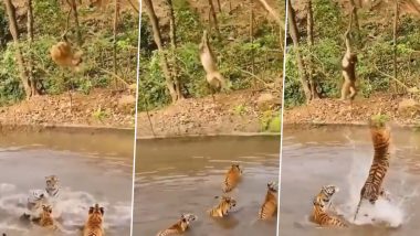 Viral Video: पानी में मस्ती करते बाघों को बंदर ने दिखाया टशन, पेड़ की डाली पर लटक कर ऐसे किया परेशान