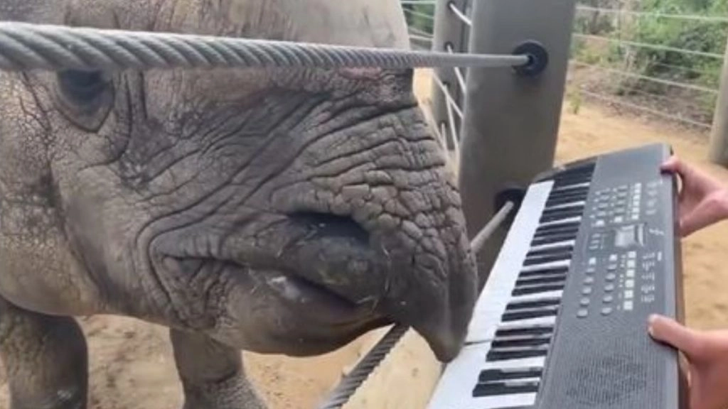 अपने 12वें जन्मदिन पर खुशी से झूम उठा राइनो, जबरदस्त अंदाज में बजाने लगा कीबोर्ड (Watch Viral Video)
