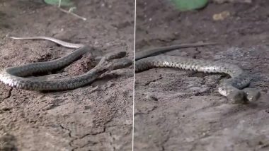 Two Headed Snake: इराक के सईद सादिक में दिखा बेहद दुलर्भ दोमुंह वाला ग्रे वाटर स्नेक- Video