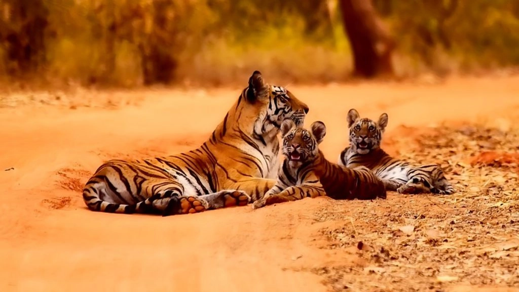 यूपी में 15 नवंबर से खुलेंगे वन्यजीव पार्क