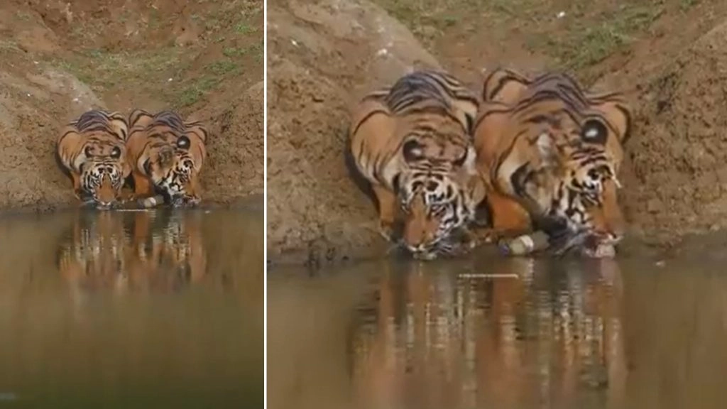 भीषण गर्मी में दो नन्हे बाघों को लगी जोरों की प्यास, तालाब पर जाकर कुछ इस अंदाज में पानी पीते आए नजर