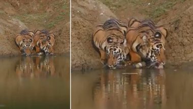 भीषण गर्मी में दो नन्हे बाघों को लगी जोरों की प्यास, तालाब पर जाकर कुछ इस अंदाज में पानी पीते आए नजर (Watch Viral Video)