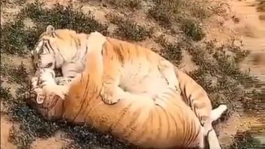 एक-दूसरे के प्यार में खोए नजर आए बाघ-बाघिन, किस करते इस जोड़े का रोमांटिक वीडियो हुआ वायरल (Watch Viral Video)