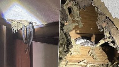 Snakes In The Roof! घर की छत से कई सांप निकलने के बाद शॉक हुआ परिवार, ऐसे सामने आया पूरा मामला