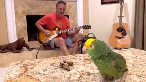 Parrot Singing Video: मालिक की गिटार की धुन पर यह तोता गा रहा है फ्रीस्टाइल वोकल्स, वीडियो देख हो जाएंगे खुश