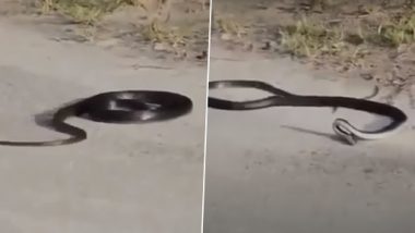 Snake Goes Crazy And Kills Itself: रेंगेते रेंगेत अचानक पगला गया सांप, खुद को पटक-पटक कर मार डाला, देखें वीडियो