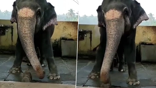  इस हथिनी ने 'नमों नमों जी शंकरा' गाने पर किया डांस, क्लिप देख बन जाएगा आपका दिन, देखें वीडियो