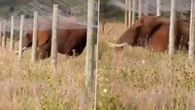 Smart Elephant Video: सोलर की जालियों को पार करने के लिए हाथी ने उठाया समार्ट कदम, देखिए कैसे क्रॉस की जाली