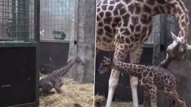 Baby Giraffe Video: जन्म के बाद बेबी जिराफ ने बढ़ाया अपना पहला कदम, उसके बाद जो हुआ..देखें वीडियो