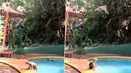 Monkey Viral Video: बंदरों के झुंड ने स्विमिंग पूल में की पार्टी, वीडियो देख नहीं रोक पाएंगे अपनी हंसी