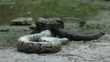 Python Eats Alligator Video: देखते ही देखते विशाल एलीगेटर को निगल गया अजगर, वीडियो देख दहल जाएगा दिल