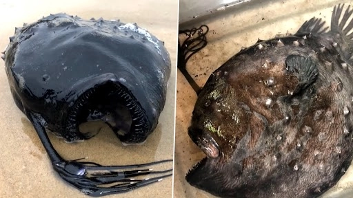 कैलिफोर्निया के समुद्र तट बहकर आयी दुर्लभ फुटबॉल फिश, देखें डरावनी मछली का वीडियो