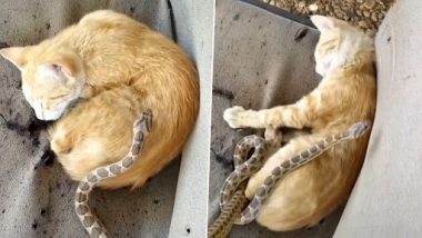 Viral Video: नींद में बिल्ली सांप को रस्सी समझकर खेल रही थी, उसके बाद जो हुआ...देखें वायरल वीडियो
