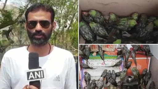 Cyclone Tauktae: चक्रवात 'तौकते' के कारण कई पेड़ गिरे, स्थानीय लोगों ने पक्षियों और तोतों को बचाया