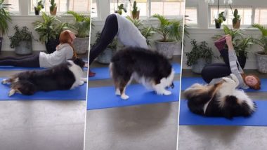 Dog Yoga Video: अपने मालिक के साथ योग करती हुई नजर आयी ये क्यूट फिमेल डॉग, वीडियो देख बन जाएगा दिन