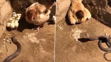 Snake Video: एक साथ तीन किंग कोबरा ने चूजों के लिए मुर्गी पर कर दिया हमला, बच्चों को बचाने के लिए मां ने किया कुछ ऐसा...देखें वीडियो