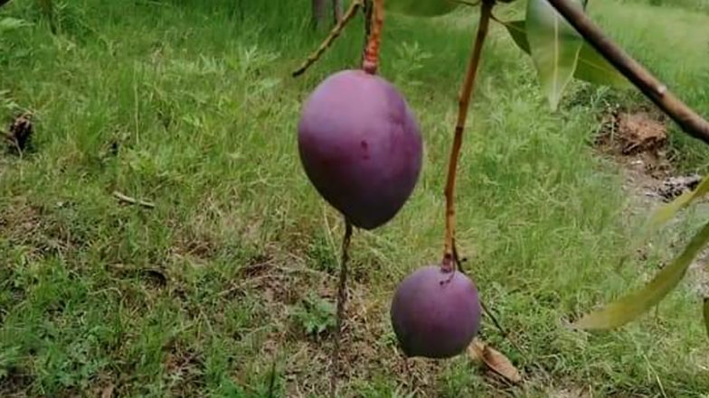 Madhya Pradesh: आमों की सुरक्षा के लिए 4 गार्ड और 6 कुत्ते, जानें इनमें ऐसा क्या है खास