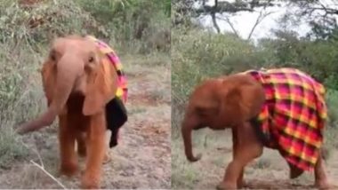 झाड़ियों के बीच रंगीन कंबल पहनकर अटखेलियां करता दिखा नन्हा हाथी, मनमोहक वीडियो हुआ वायरल (Watch Viral Video)