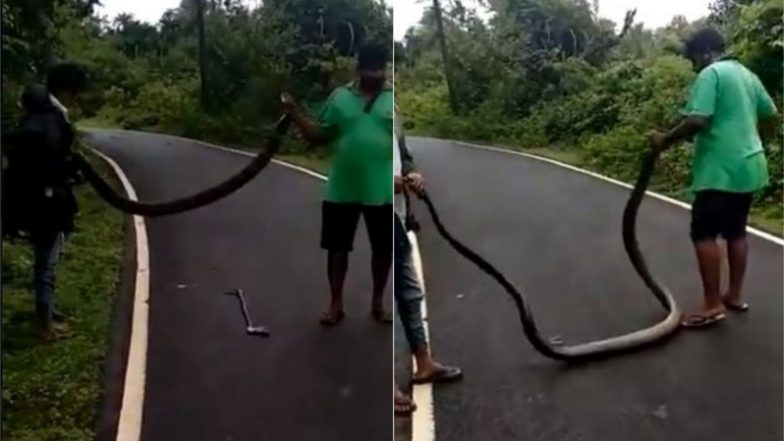 विशालकाय किंग कोबरा को झाड़ियों से खींचकर लाया शख्स, फिर सांप के साथ किया कुछ ऐसा… Viral Video देख आपके उड़ जाएंगे होश
