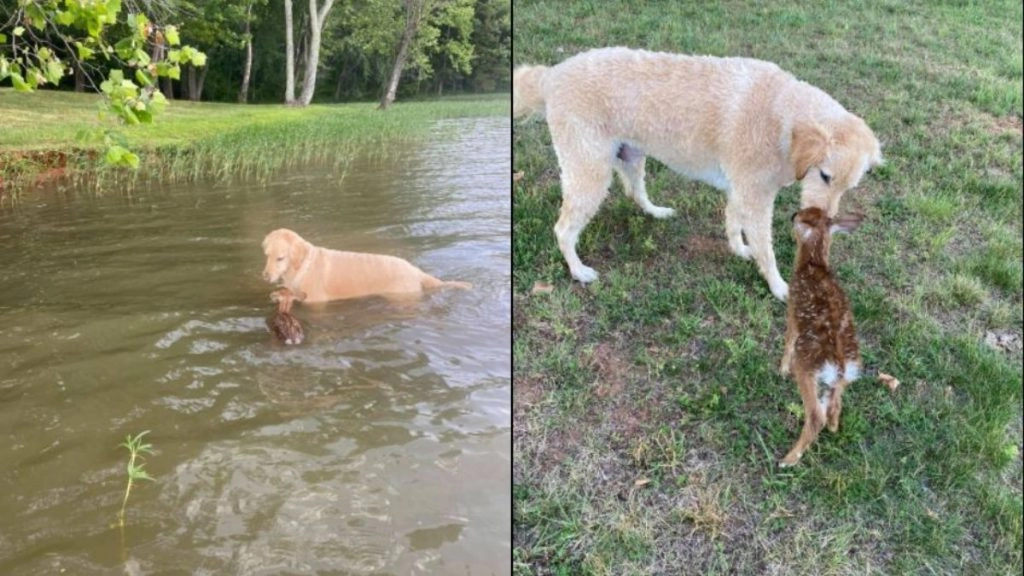 झील में डूब रहा था हिरण का बच्चा, मसीहा बनकर कुत्ते ने ऐसे बचाई उसकी जान (Watch Viral Video & Pics)