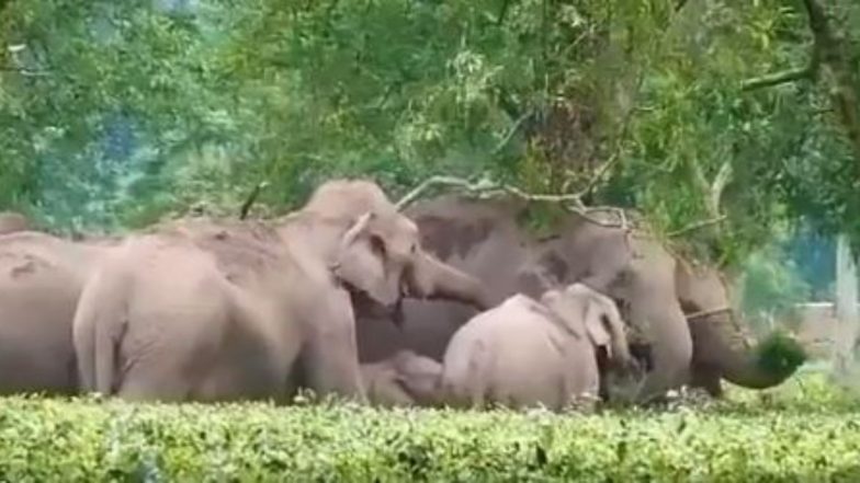 Elephant Powers: एक अनोखा पशु जो पैरों से देखता है! जानें और क्या-क्या खूबियां हैं हाथी के अंगों की!