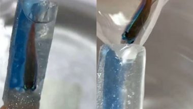 Viral Video: एक्वेरियम मेनीक्योर के लिए नेल आर्टिस्ट ने किया असली मछली का इस्तेमाल, इंटरनेट पर वायरल हुआ हैरान करने वाला वीडियो