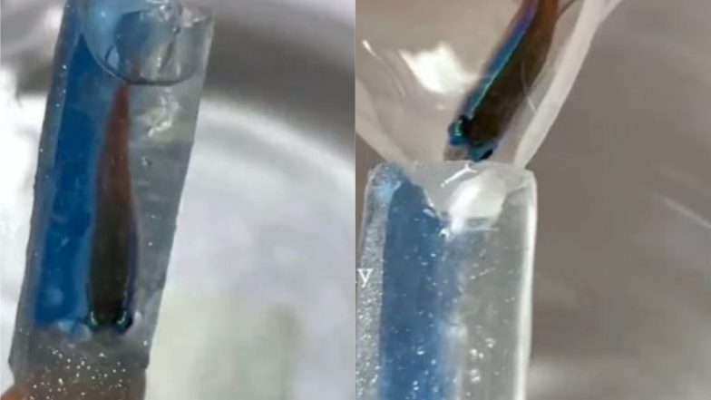 Viral Video: एक्वेरियम मेनीक्योर के लिए नेल आर्टिस्ट ने किया असली मछली का इस्तेमाल, इंटरनेट पर वायरल हुआ हैरान करने वाला वीडियो