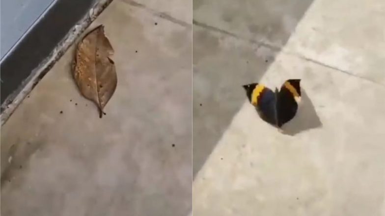 क्या आपने कभी सूखी पत्ती को तितली बनकर हवा में उड़ते देखा है? Viral Video देख चकरा जाएगा आपका सिर