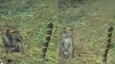 Viral Video: फन फैलाकर बंदर को डसने चला था किंग कोबरा, सांप का हुआ ऐसा हाल कि वीडियो देख दंग रह जाएंगे आप