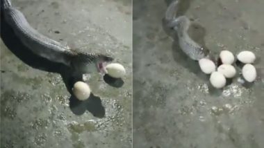 किंग कोबरा को लगी भूख तो एक-एक कर खा गया मुर्गी के 10 अंडे, आगे जो हुआ उसे देख उड़ जाएंगे आपके होश (Watch Viral Video)
