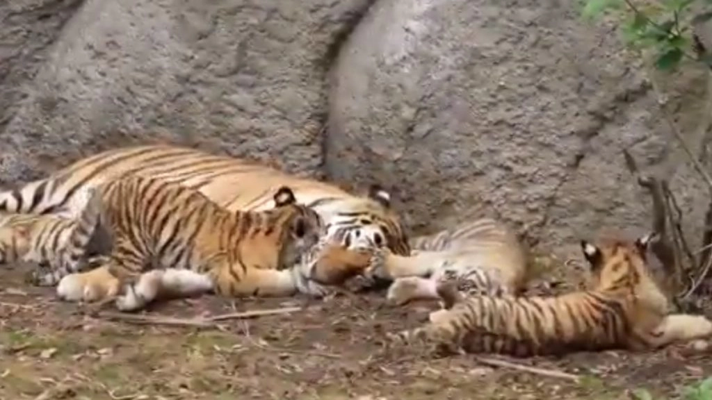 बाघिन के पास एक-एक कर आए नन्हे बाघ, अपनी मां के साथ चैन से सो रहे शावकों का मनमोहक वीडियो हुआ वायरल
