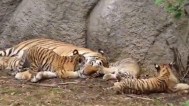 बाघिन के पास एक-एक कर आए नन्हे बाघ, अपनी मां के साथ चैन से सो रहे शावकों का मनमोहक वीडियो हुआ वायरल (Watch Viral Video)