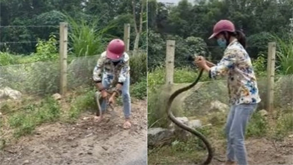 जहरीले बेकाबू सांप को काबू करना कोई इस महिला से सीखे, देखें कैसे नंगे हाथों ने उसने नागराज को पकड़ा