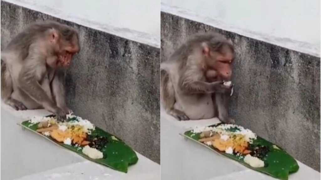 केले के पत्ते पर तरह-तरह के स्वादिष्ट व्यंजनों का बंदर ने उठाया लुत्फ, मजेदार वीडियो जमकर हो रहा है वायरल 