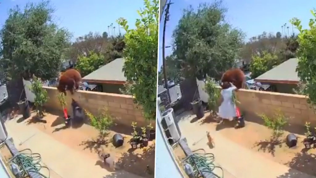 अपने पालतू कुत्तों को बचाने के लिए भालू से भिड़ गई महिला, सोशल मीडिया पर वायरल हुआ हैरान करने वाला वीडियो 