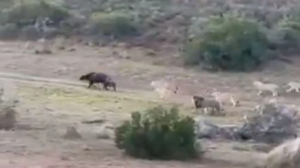 अपने बच्चे के साथ कई शेरों के बीच घिर गई भैंस, जान बचाने के लिए अकेले ऐसे किया सबका सामना (Watch Viral Video)