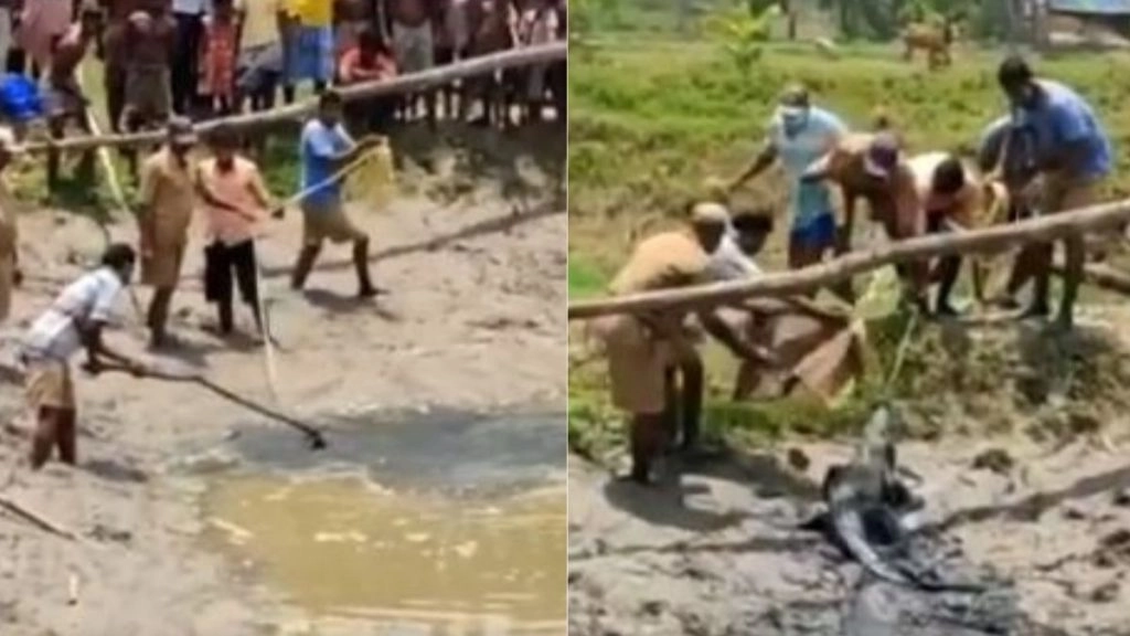 Cyclone Yaas: पश्चिम बंगाल के 24 परगना में चक्रवात के दौरान रिहायशी इलाके में फंसा मगरमच्छ, ऐसे किया गया रेस्क्यू (Watch Viral Video)
