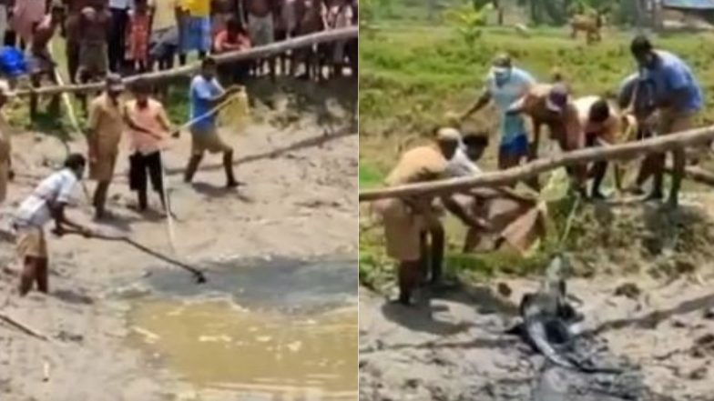 Cyclone Yaas: पश्चिम बंगाल के 24 परगना में चक्रवात के दौरान रिहायशी इलाके में फंसा मगरमच्छ, ऐसे किया गया रेस्क्यू (Watch Viral Video)