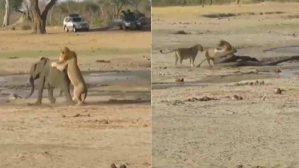 Viral Video: शिकार करने के इरादे से शेर ने किया नन्हे हाथी पर हमला, आगे जो हुआ उसे देख दंग रह जाएंगे आप