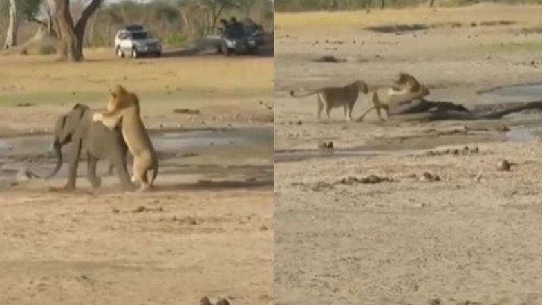 Viral Video: शिकार करने के इरादे से शेर ने किया नन्हे हाथी पर हमला, आगे जो हुआ उसे देख दंग रह जाएंगे आप